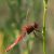 Vuurlibel - Crocothemis erythraea (Griekenland)