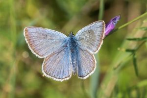 Wikkeblauwtje - Polyommatus amandus