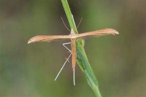 Windevedermot - Emmelina monodactyla