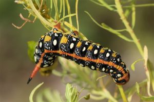 Wolfsmelkpijlstaart - rups - Hyles euphorbiae