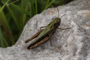 Zwart Wekkertje - Omocestus rufipes