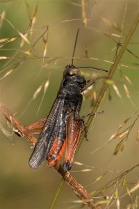 Zwart Wekkertje - Omocestus rufipes