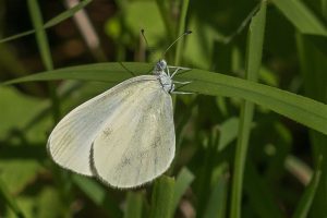 Zwartsprietboswitje - Leptidea duponcheli