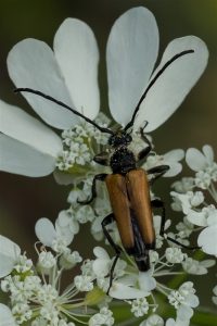 Zwarttip Smalboktor - Paracorymbia fulva