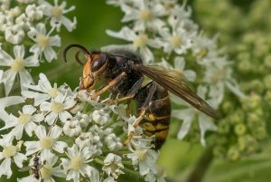 Aziatische Hoornaar - Vespa velutina