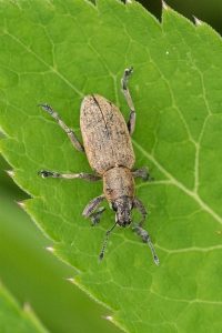 Bietensnuitkever - Tanymecus palliatus