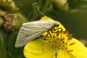 Bruidsmot - Sitochroa palealis