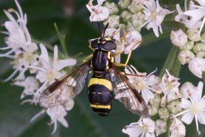 Donkere Fopwesp - Chrysotoxum bicinctum