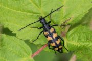 Gevlekte Smalboktor - Leptura quadrifasciata