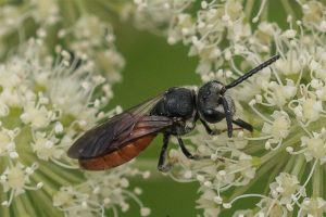 Grote Bloedbij - Sphecodes albilabris