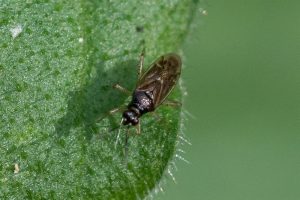 Koekoeksbloembochelwants - Dicyphus globulifer