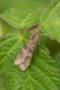 Luipaardlichtmot - Nomophila noctuella