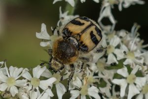 Penseelkever (gallicus zonatus auct.) - Trichius gallicus gallicus