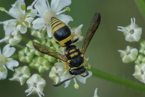 Plooivleugelwesp - Leemwesp - Euodynerus