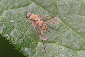 Snipvlieg - Geelpoot-Goudlokje - Chrysopilus asiliformis