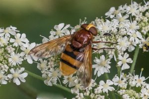 Stadsreus - Volucella zonaria