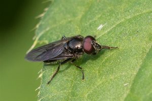 Trapeziumgitje - Cheilosia carbonaria