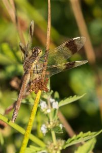 Bandheidelibel - Sympetrum pedemontanum vrouw