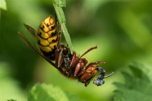 Europese Hoornaar - Vespa crabro