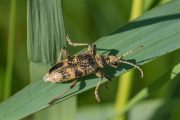 Geelzwarte Ribbelboktor - Rhagium mordax