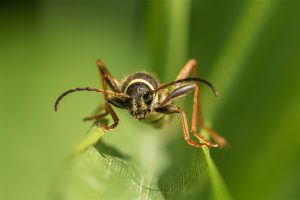 Kleine Wespenboktor - Clytus arietis