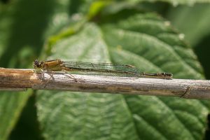 Lantaarntje - Ischnura elegans - vrouw