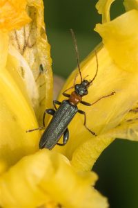 Schijnboktor - Oedemera croceicollis