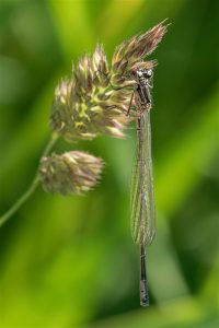 Variabele Waterjuffer - Coenagrion pulchellum - vrouw