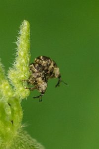 Viervlekbrandnetelsnuitkever - Nedyus quadrimaculatus