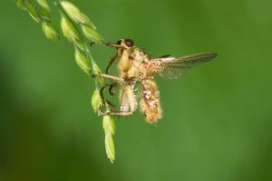 Vlieg met Entomophthora muscae