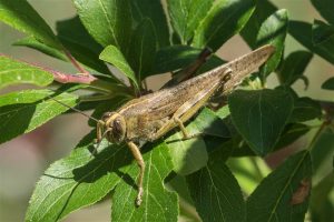 Egyptische Treksprinkhaan - Anacridium aegyptium