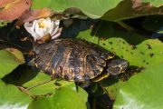 Geelbuikschildpad - Trachemys scripta scripta