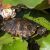 Geelbuikschildpad - Trachemys scripta scripta