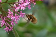 Gespikkelde wolzwever Bombylius medius