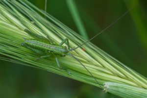 Grote Groene Sabelsprinkhaan - Nimf - Tettigonia viridissima