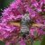 Kolibrievlinder - Macroglossum stellatarum