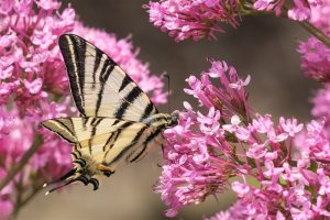 Koningspage - Iphiclides podalirius