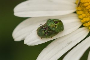 Bladhaantje - Cassida stigmatica