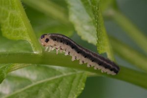 Bladwesp rups - Macrophya alboannulata