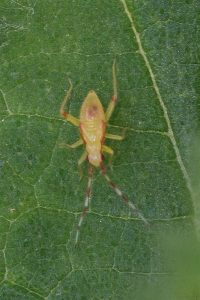 Bonte Geelschild - Campyloneura virgula Nimf