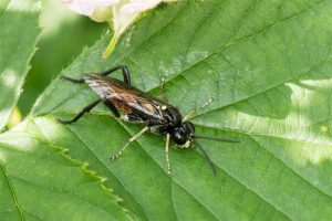 Echte Bladwesp - Macrophya militaris