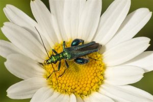 Fraaie Schijnbok - Oedemera nobilis