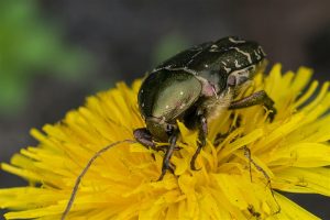 Gedeukte Gouden Tor - Protaetia metallica