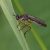 Gewone Bladjager - Dioctria hyalipennis