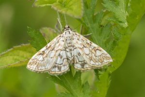 Grasmot - Waterleliemot - Elophila nymphaeata