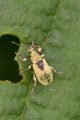 Groene Beukensnuitkever - Phyllobius argentatus