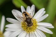 Kleine Bijvlieg - Eristalis arbustorum