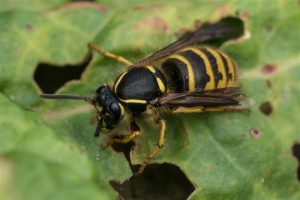 Saksische Wesp - Dolichovespula saxonica