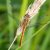 Bloedrode Heidelibel - vrouw -Sympetrum sanguineum