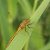 Bloedrode Heidelibel - vrouw -Sympetrum sanguineum